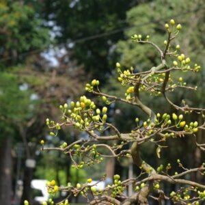 Bán cây mai vàng, mai giống, cây mai con tại Đắk Lắk