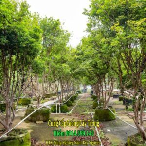 Bán giống nho thân gỗ. Nhiều quy cách từ giống cây con đến cây trưởng thành