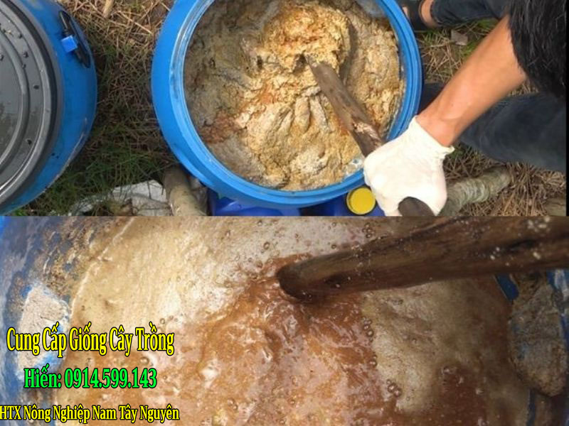 hướng dẫn ủ đạm cá cho sầu riêng