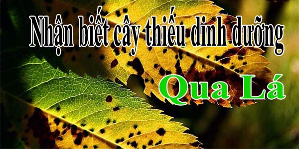 Nhận biết cây thiếu dinh dưỡng thể hiện qua lá
