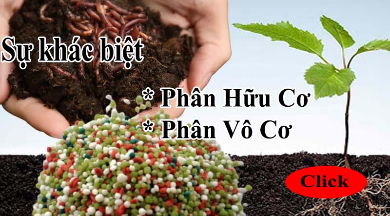 Phân hữu cơ là gì? Phân loại phân hữu cơ hiện hành tại Việt Nam