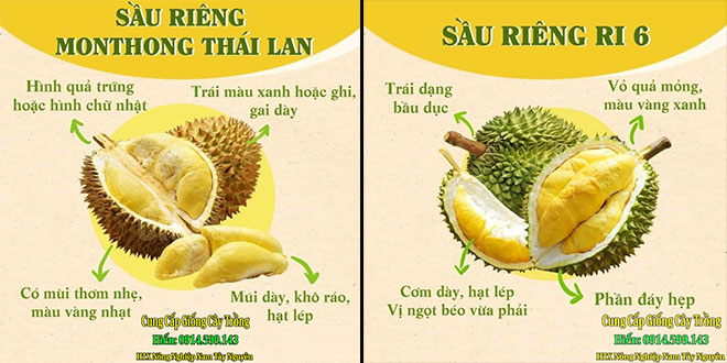 3 loại sầu riêng ngon nhất Việt Nam