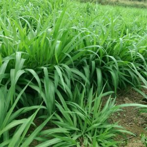 Bán giống cỏ voi VA06 chuyên dùng trong chăn nuôi.