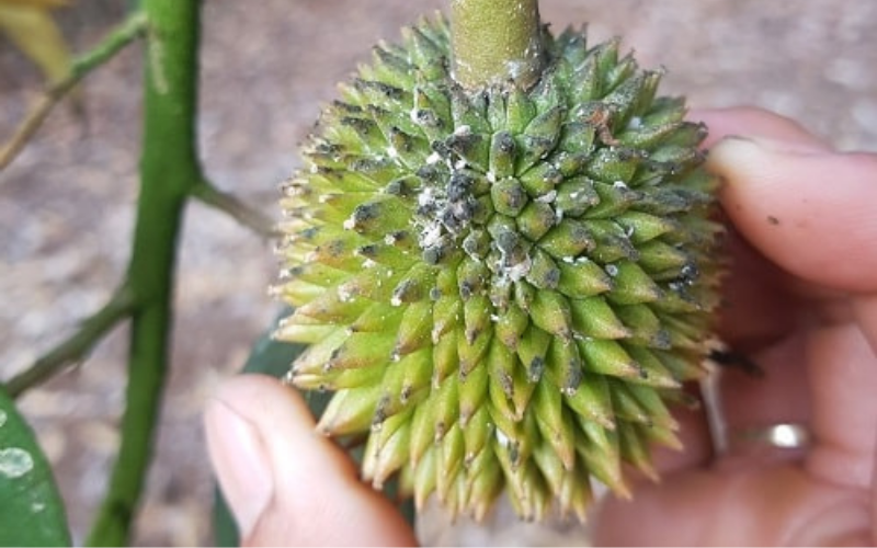 hình ảnh về rệp sáp