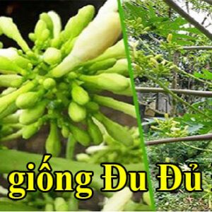 Bán cây giống đu đủ đực với nhiều công dụng trị bệnh Bán cây giống đu đủ đực với nhiều công dụng trị bệnh