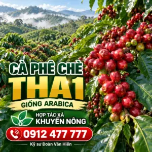 Bán hạt giống cà phê chè (Arabica) THA 1 F1