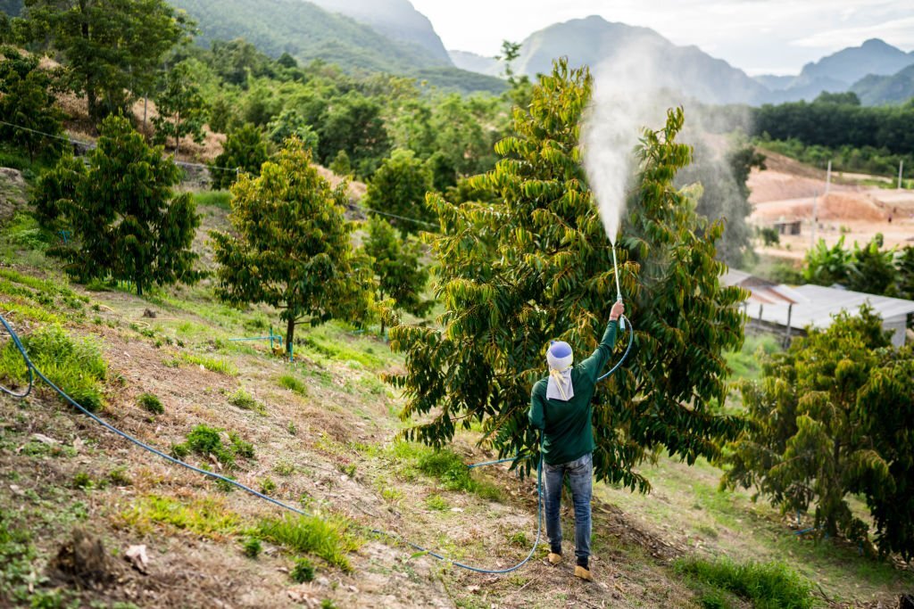 cách chăm sóc sầu riêng