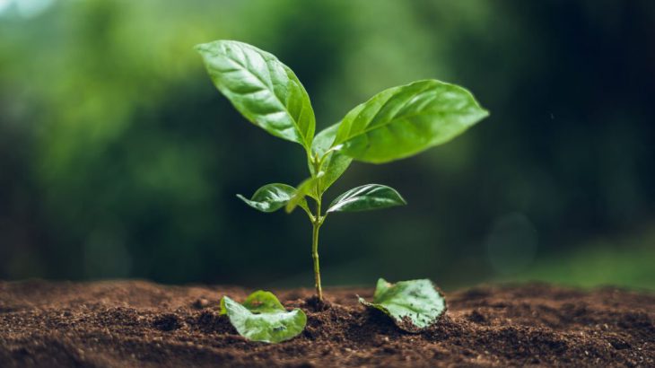 Kỹ thuật ươm hạt giống cà phê chè (Cà phê Arabica) Kỹ thuật ươm hạt giống cà phê chè (Cà phê Arabica)