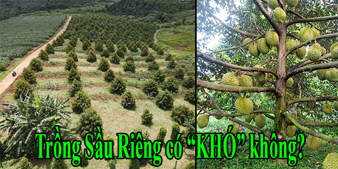 Cây sầu riêng trồng có khó không? (Nhật ký trồng cây sầu riêng) Cây sầu riêng trồng có khó không? (Nhật ký trồng cây sầu riêng)