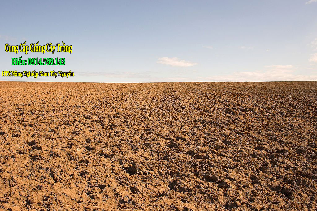 chon dat de trong ca phe