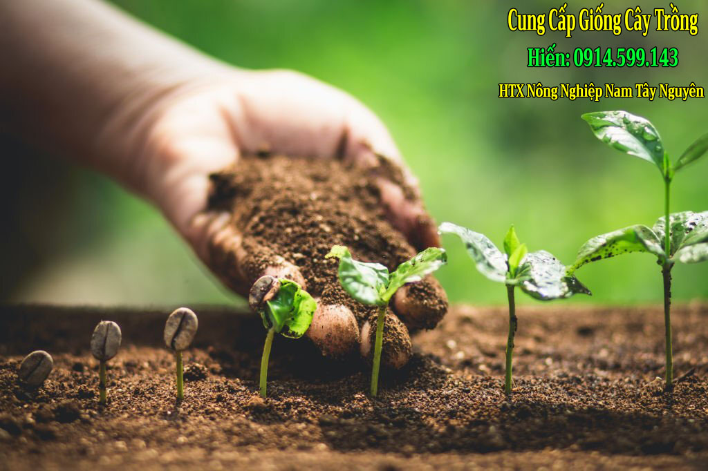 chon loai giong ca phe che