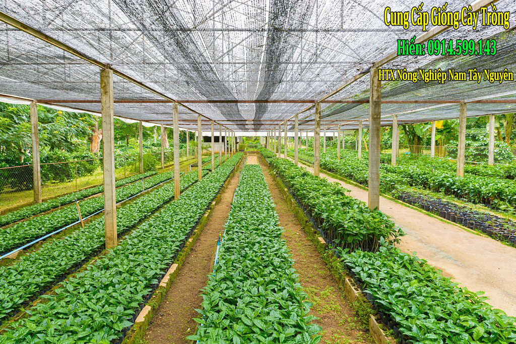 thuoc ke vuon uom ca phe che