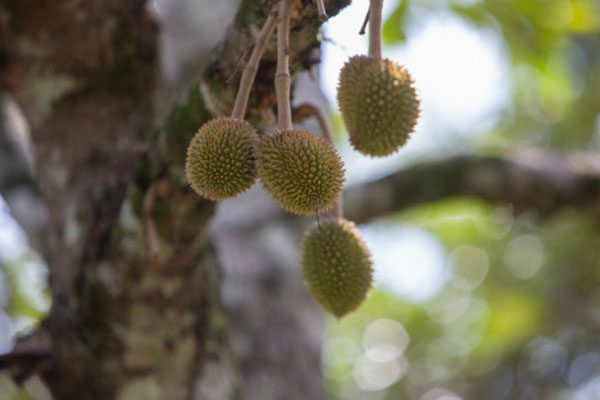 quả sầu riêng lúc còn nhỏ