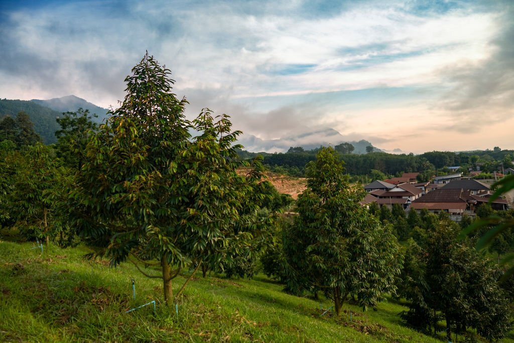 kỹ thuật chăm sóc sầu riêng