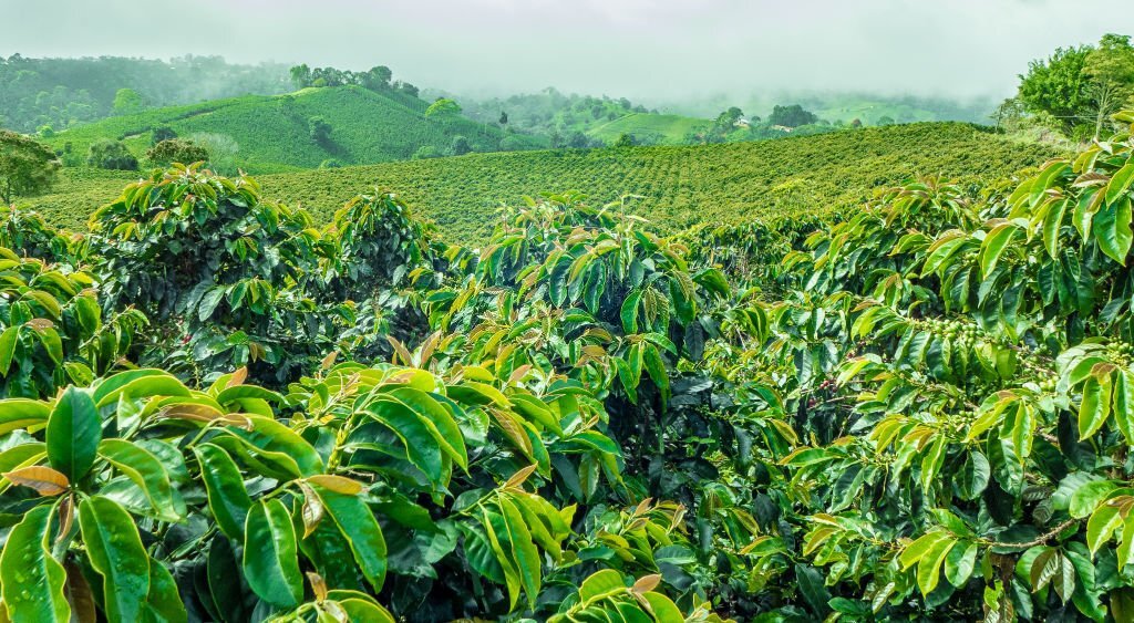 Kỹ thuật trồng và chăm sóc cà phê chè (Cà phê Arabica)