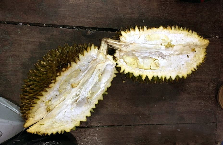 Kỹ thuật chăm sóc sầu riêng siêu đậu trái và tròn quả