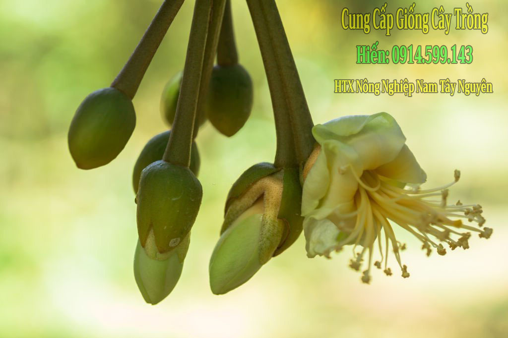 hình mần hoa sầu riêng