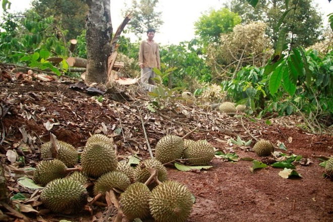 Kỹ thuật chăm sóc sầu riêng siêu đậu trái và tròn quả