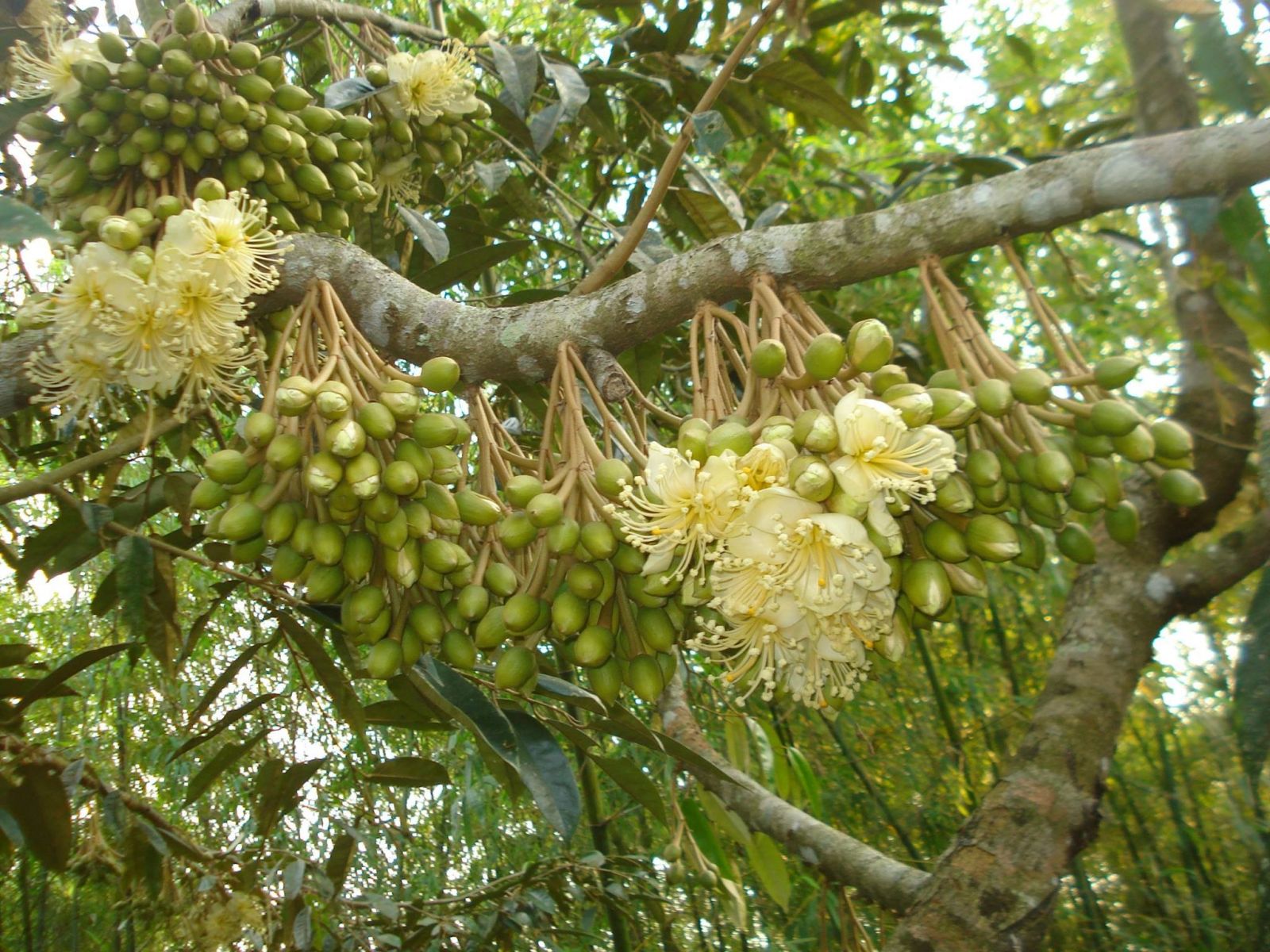 Kỹ thuật chăm sóc sầu riêng siêu đậu trái và tròn quả