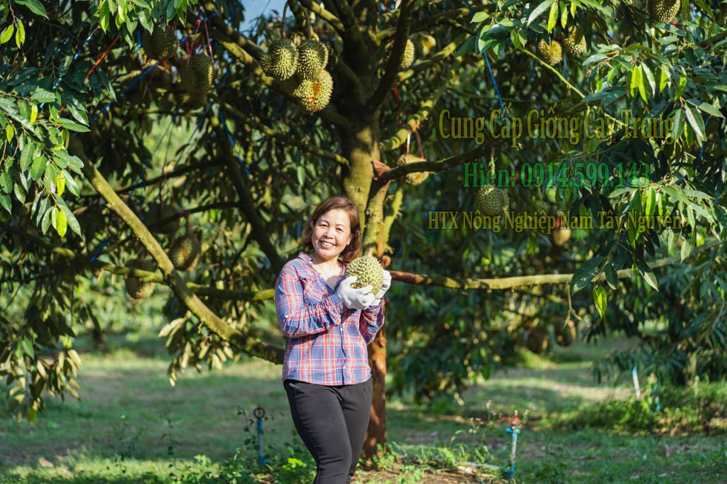 thu hoạch trái sầu riêng