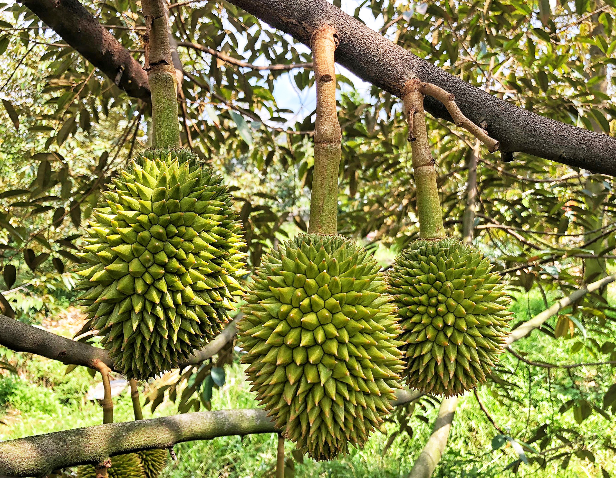 Kỹ thuật chăm sóc sầu riêng siêu đậu trái và tròn quả