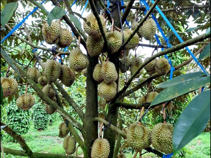 Kỹ thuật chăm sóc sầu riêng siêu đậu trái và tròn quả