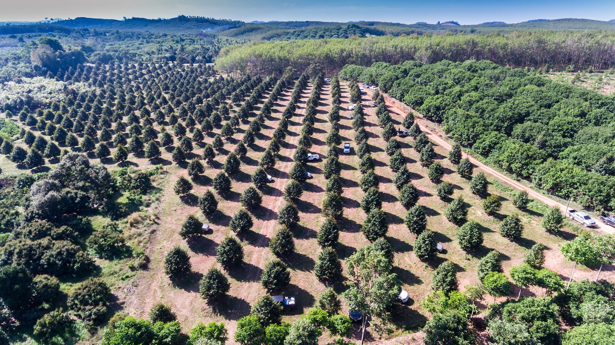 Kỹ thuật chăm sóc sầu riêng siêu đậu trái và tròn quả