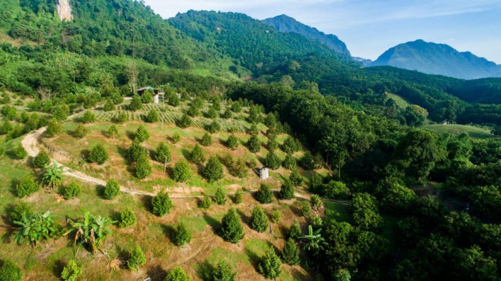Kỹ thuật chăm sóc cây sầu riêng giai đoạn ra hoa đậu trái Kỹ thuật chăm sóc cây sầu riêng giai đoạn ra hoa đậu trái