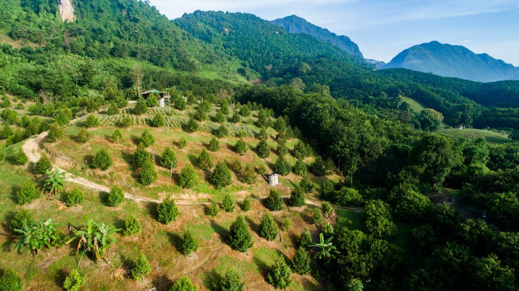 vườn sầu riêng