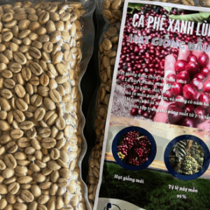 Hạt Giống Cà Phê