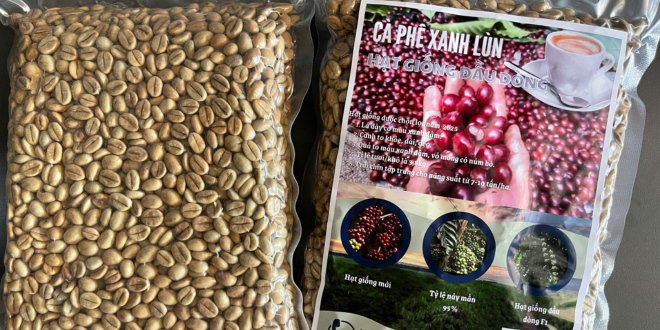 Bán hạt giống cà phê vối kháng sâu bệnh, năng suất tốt Bán hạt giống cà phê vối kháng sâu bệnh, năng suất tốt