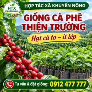 Cà Phê Thiện Trường