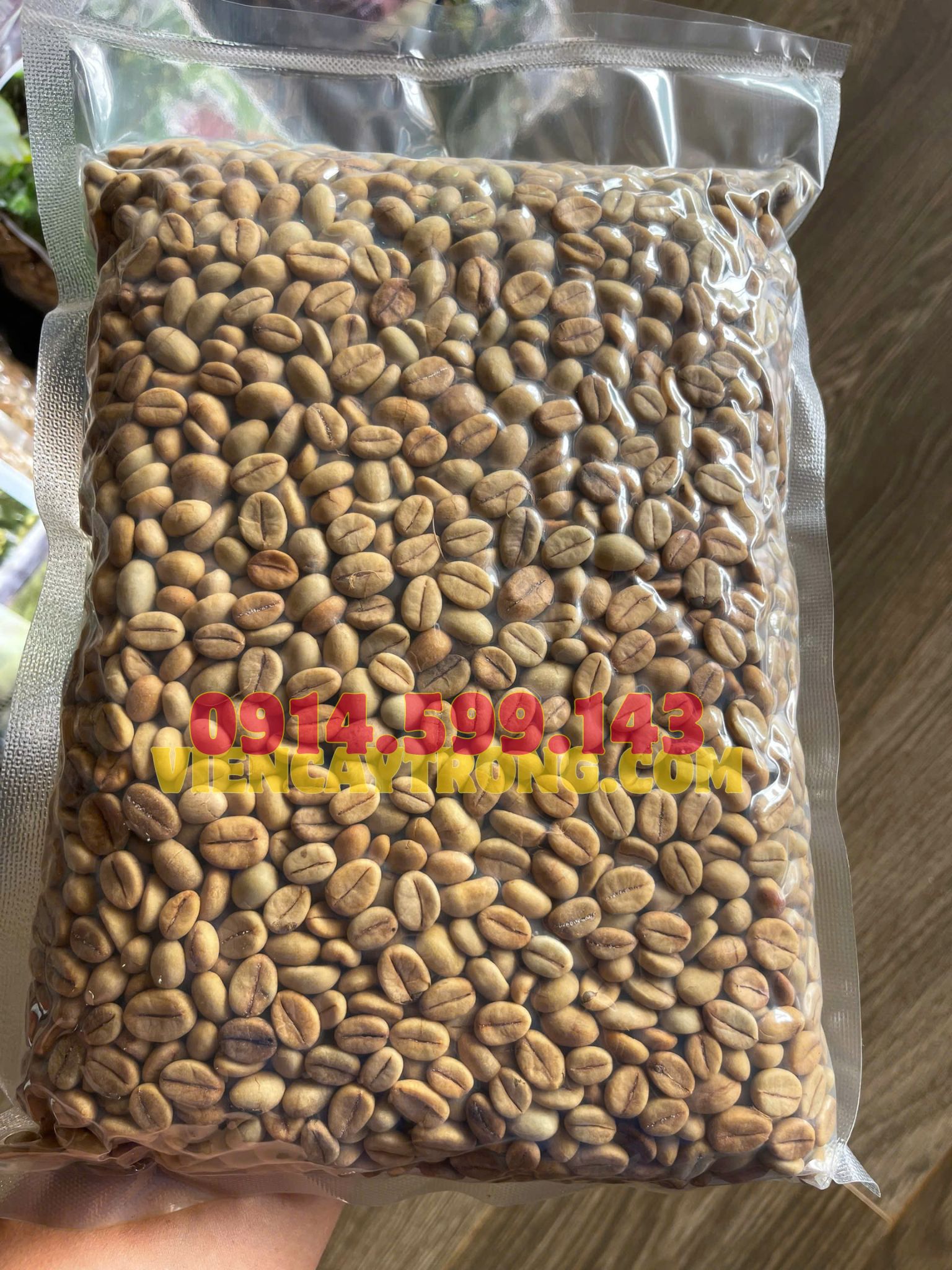 Bán hạt giống cà phê