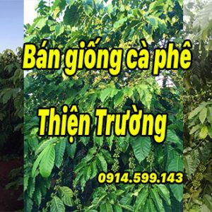 Bán giống cà phê thiện trường. Nhiều ưu điểm với hạt cà to ít lép hạt Bán giống cà phê thiện trường. Nhiều ưu điểm với hạt cà to ít lép hạt