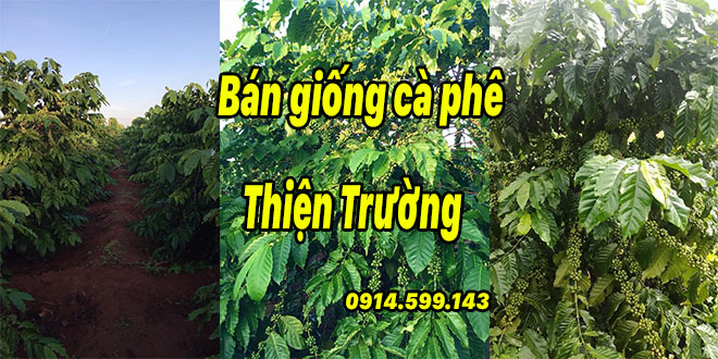 Bán giống cà phê thiện trường. Nhiều ưu điểm với hạt cà to ít lép hạt Bán giống cà phê thiện trường. Nhiều ưu điểm với hạt cà to ít lép hạt