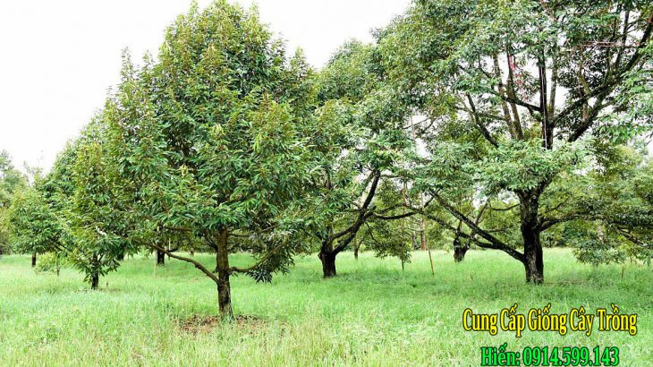 Sầu riêng như thế nào thì làm bông được? Những dấu hiệu nhận biết Sầu riêng như thế nào thì làm bông được? Những dấu hiệu nhận biết