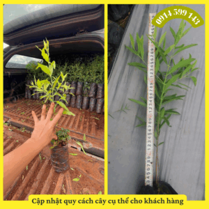 Cây Đàn Hương Cây Đàn Hương