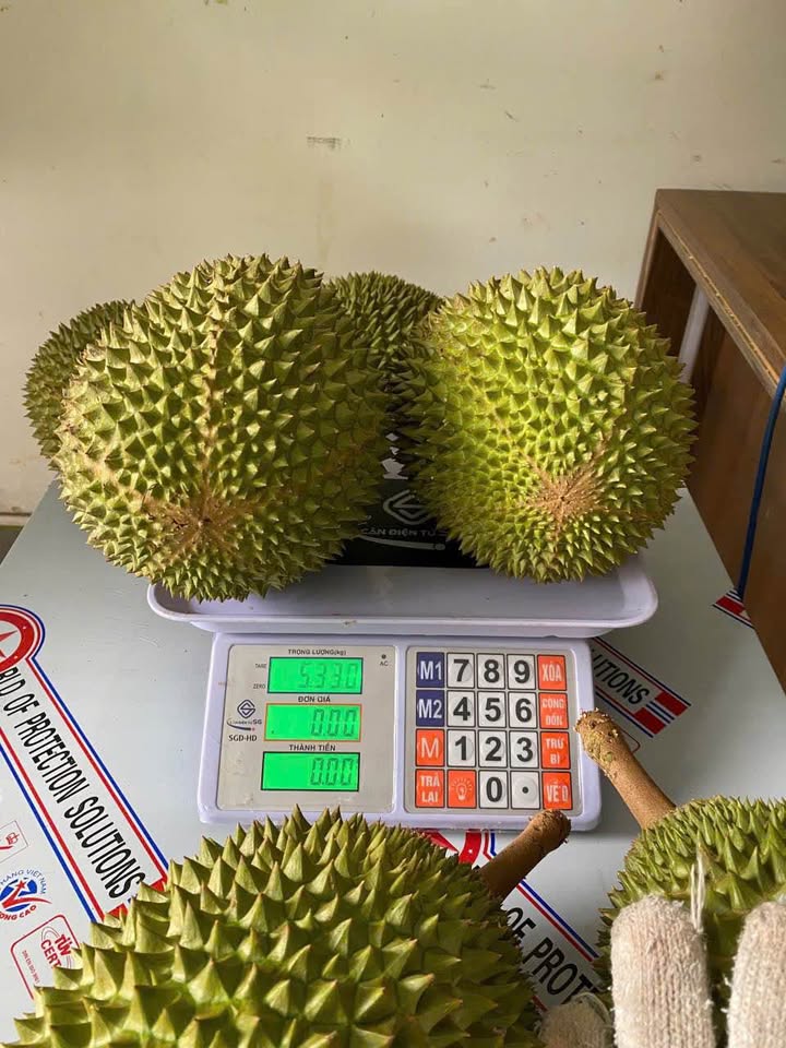 Cây Sầu Riêng Musang King Cây Sầu Riêng Musang King - Ảnh 3