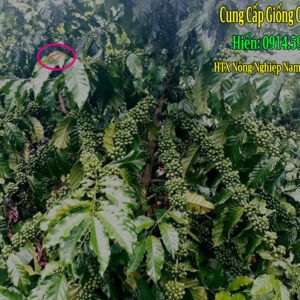 Bán giống cà phê búp tím Lâm Đồng (Hạt giống, cà phê con và cà phê ghép)