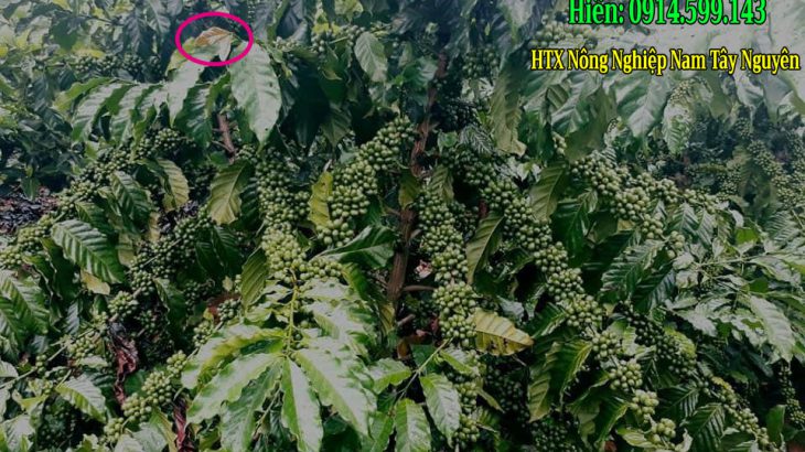 Bán giống cà phê búp tím Lâm Đồng (Hạt giống, cà phê con và cà phê ghép) Bán giống cà phê búp tím Lâm Đồng (Hạt giống, cà phê con và cà phê ghép)