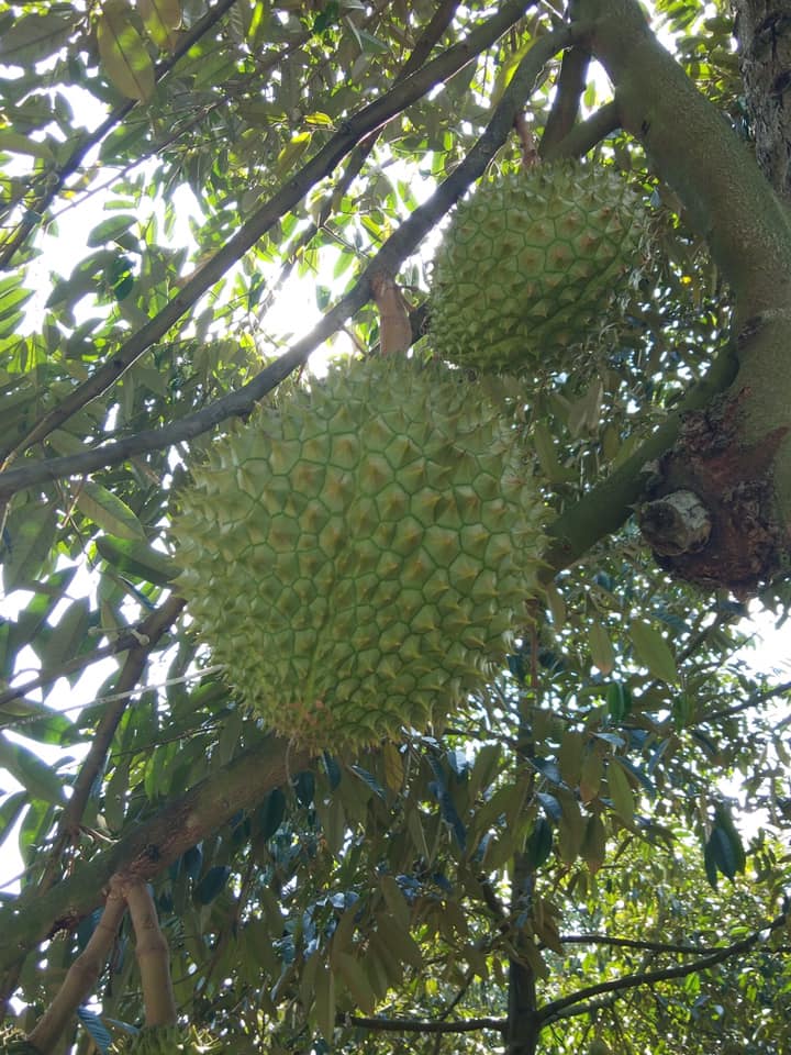 Cây Sầu Riêng Musang King Cây Sầu Riêng Musang King - Ảnh 4