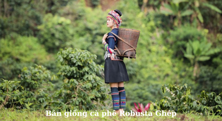 Bán giống cây cà phê ghép. lá xoài, thiện trường, tr4, tr9, xanh lùn... Bán giống cây cà phê ghép. lá xoài, thiện trường, tr4, tr9, xanh lùn...