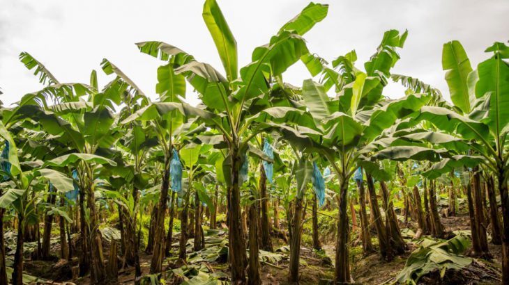 Cây chuối có tác dụng gì với nông nghiệp. Làm phân bón có tốt không? Cây chuối có tác dụng gì với nông nghiệp. Làm phân bón có tốt không?