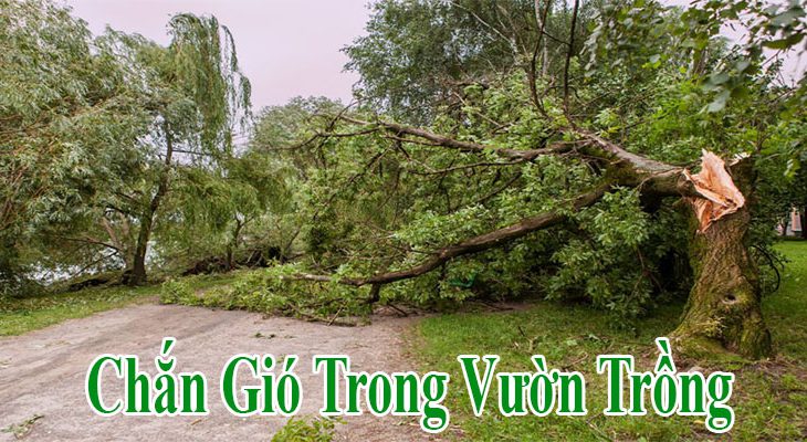 Các phương án chắn gió cho vườn cây hiệu quả tiết kiệm