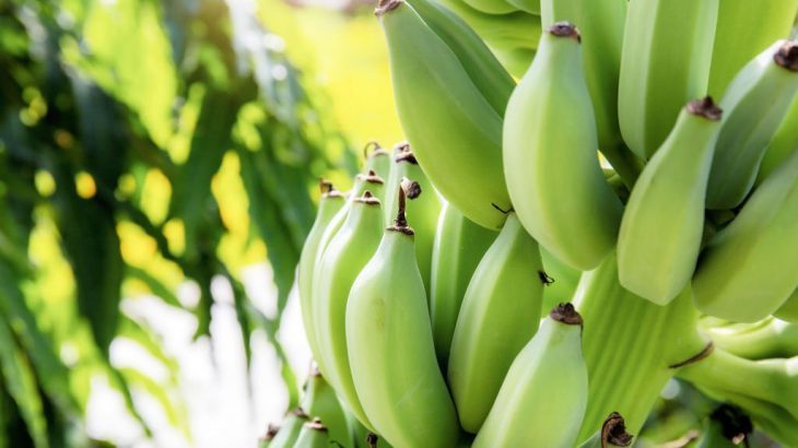 Cách ủ dịch chuối. Hướng dẫn làm phân bón từ chuối