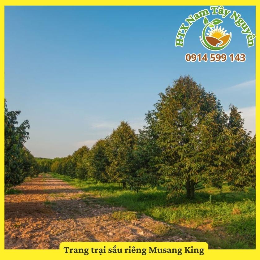 Bán cây giống sầu riêng Musang King. Cam kết đảm bảo đúng giống Bán cây giống sầu riêng Musang King. Cam kết đảm bảo đúng giống
