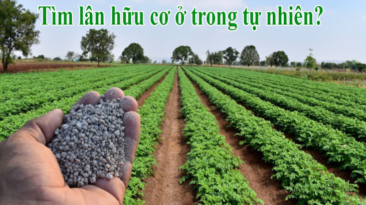 Lân hữu cơ ở tự nhiên thì tìm ở đâu? Sản xuất ra như thế nào? Lân hữu cơ ở tự nhiên thì tìm ở đâu? Sản xuất ra như thế nào?