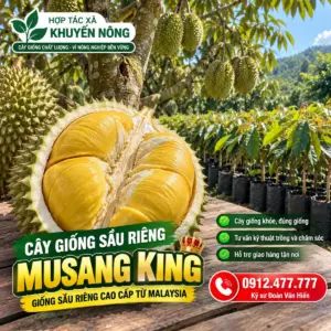 Bán cây giống sầu riêng Musang King. Cam kết đảm bảo đúng giống