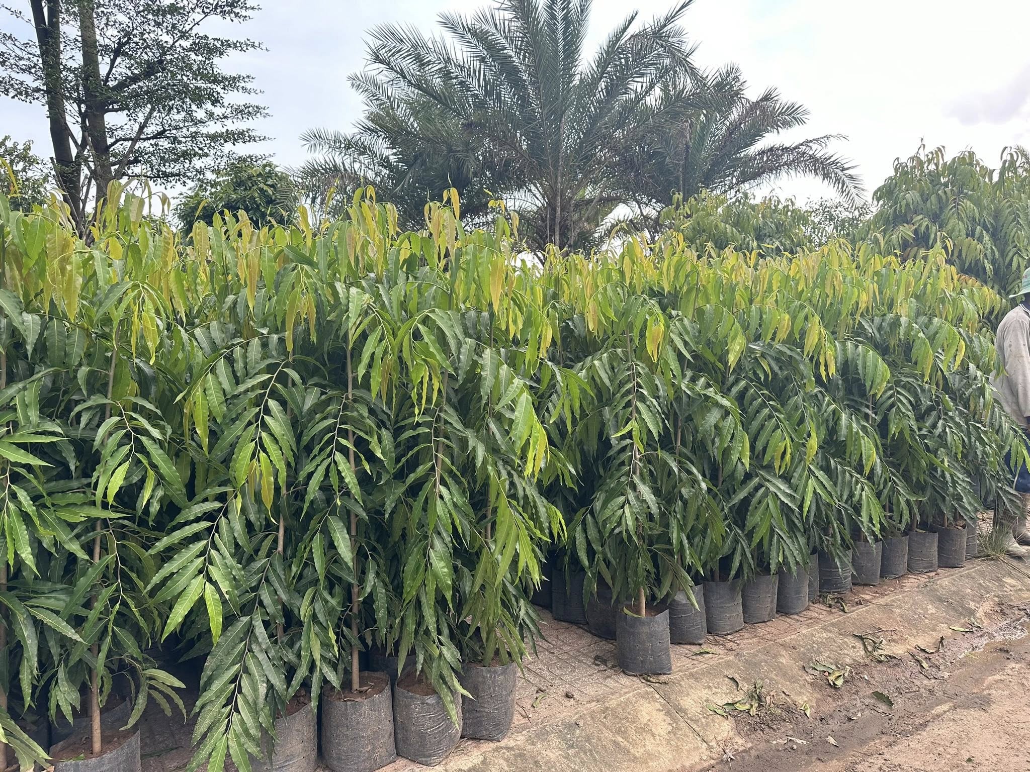 Cây Hoàng Nam Cây Hoàng Nam - Ảnh 2