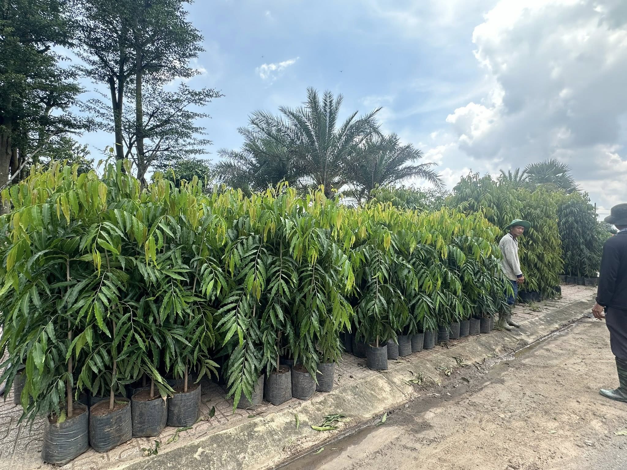 Cây Hoàng Nam Cây Hoàng Nam - Ảnh 3